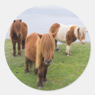 Pegatina Redonda Poni de Shetland en pastizal cerca de acantilados 