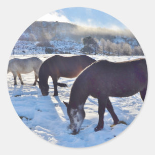 Pegatina Redonda Ponies escoceses