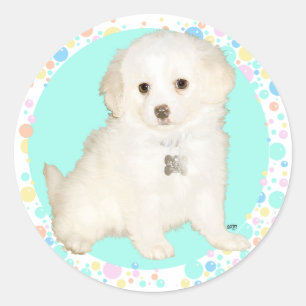 Pegatina Redonda Poodle / Bichon Mix Puppy Celebra la Vida