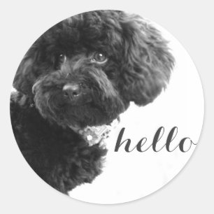 Pegatina Redonda Poodle de juguetes negros en fotografía personaliz