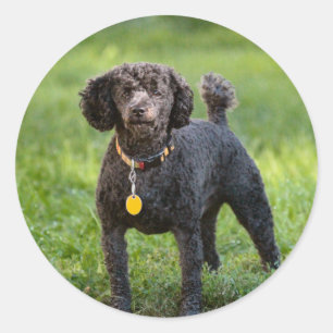 Pegatina Redonda Poodles