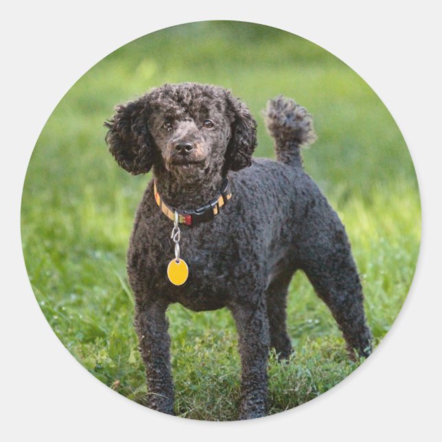 Pegatina Redonda Poodles (Anverso)