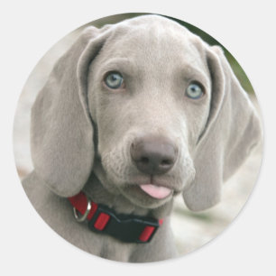 Pegatina Redonda Popa adorable weimaraner