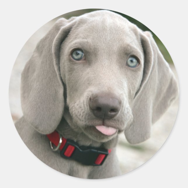 Pegatina Redonda Popa adorable weimaraner (Anverso)