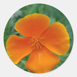 Pegatina Redonda Poppy de California