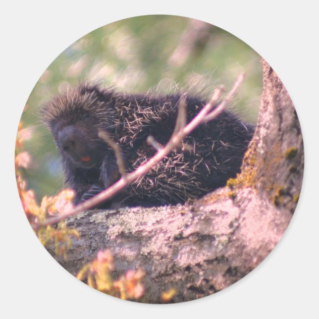 Pegatina Redonda Porcupine Wildlife Animal (Anverso)