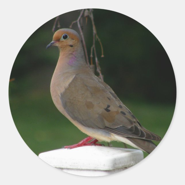 Pegatina Redonda Posed Mourning Dove (Anverso)