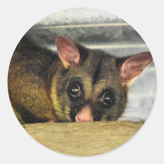 PEGATINA REDONDA POSSUM QUEENLAND AUSTRALIA (Anverso)