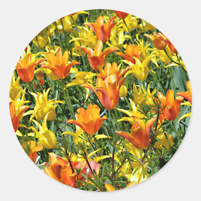 Pegatina Redonda Postal con camas tulipán amarillas y naranjas (Anverso)