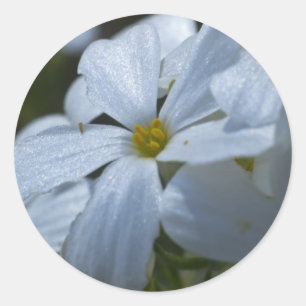 Pegatina Redonda Potencia de flor