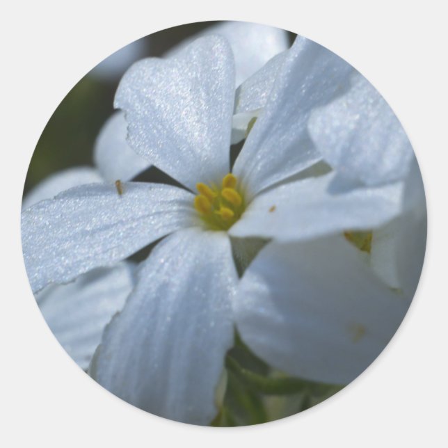 Pegatina Redonda Potencia de flor (Anverso)