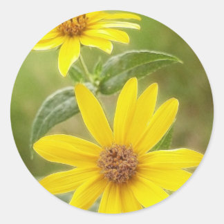 Pegatina Redonda Prairie Sunflower - Helianthus maximilianii