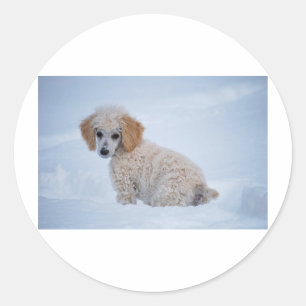 Pegatina Redonda Precioso caniche blanco en nieve
