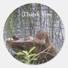 Pegatina Redonda Predicación del pato en los carrizos