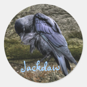 Pegatina Redonda Preening Jackdaw en Stonehenge, Inglaterra
