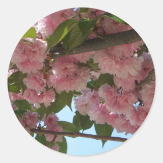 Pegatina Redonda Primavera del Árbol de cerezo IV con doble floreci