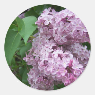 Pegatina Redonda Primavera En Maine