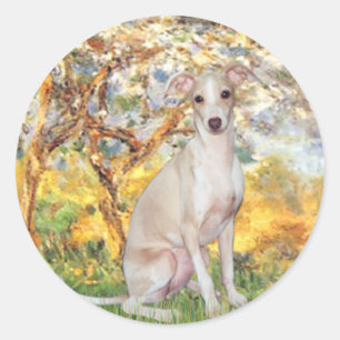 Pegatina Redonda Primavera - Galgo Italiano 5