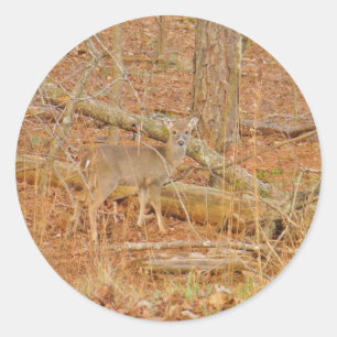 Pegatina Redonda Primer invierno de Baby Deer
