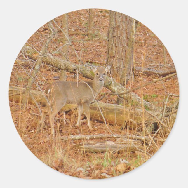 Pegatina Redonda Primer invierno de Baby Deer (Anverso)