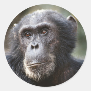 Pegatina Redonda Primer plano de chimpancé macho