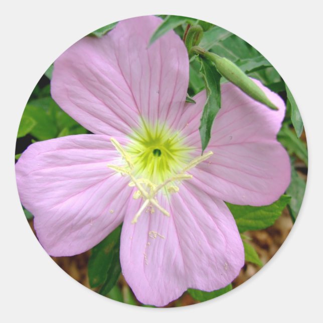 Pegatina Redonda Primorosa silvestre de la noche rosa (Anverso)