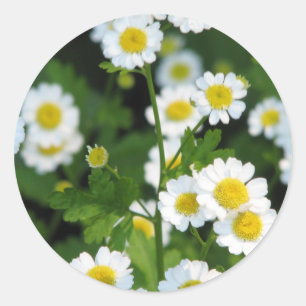 Pegatina Redonda Producto personalizar