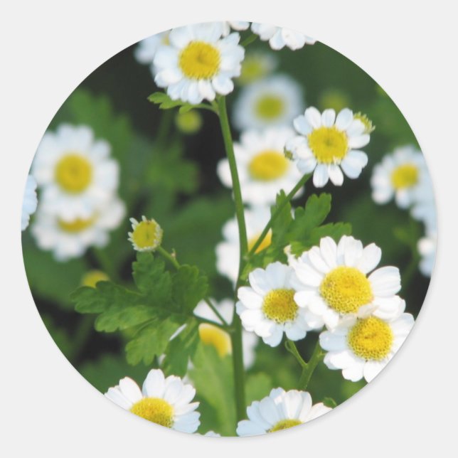 Pegatina Redonda Producto personalizar (Anverso)