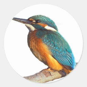 Pegatina Redonda Productos de diseño "Kingfisher"