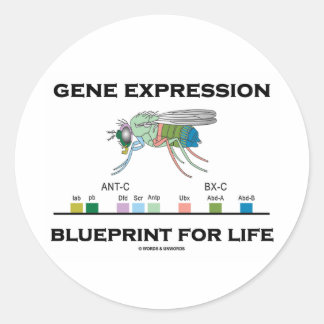 Pegatina Redonda Programa De Expresión Genética Para Genes Homeobox