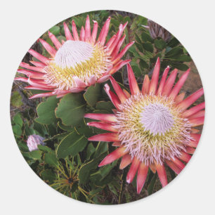 Pegatina Redonda Protea Rey (Protea Cynaroides), Helderberg
