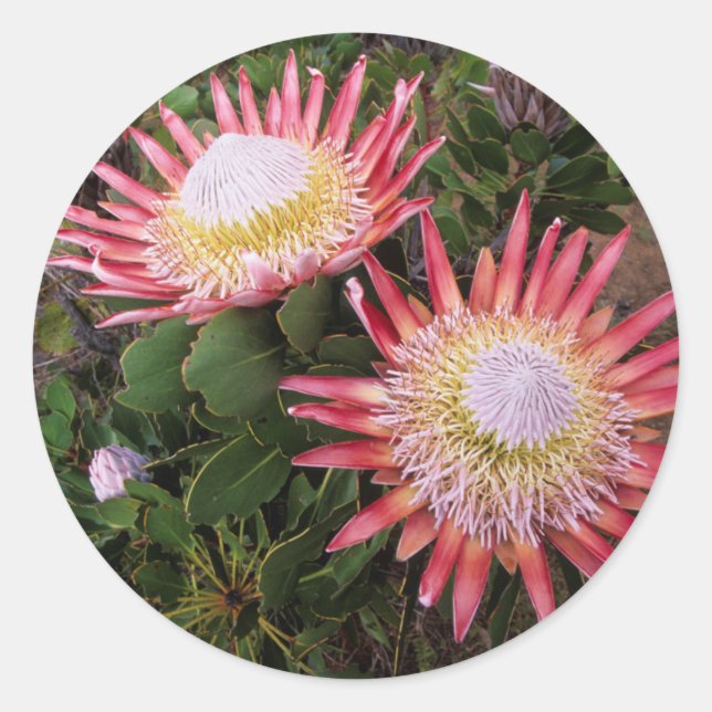 Pegatina Redonda Protea Rey (Protea Cynaroides), Helderberg (Anverso)