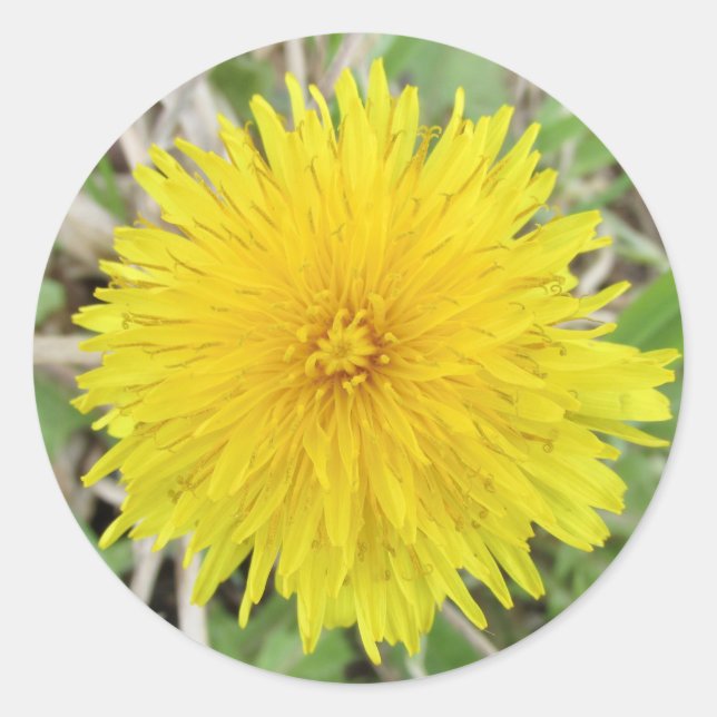 Pegatina Redonda Proud Dandelion Flower (Anverso)