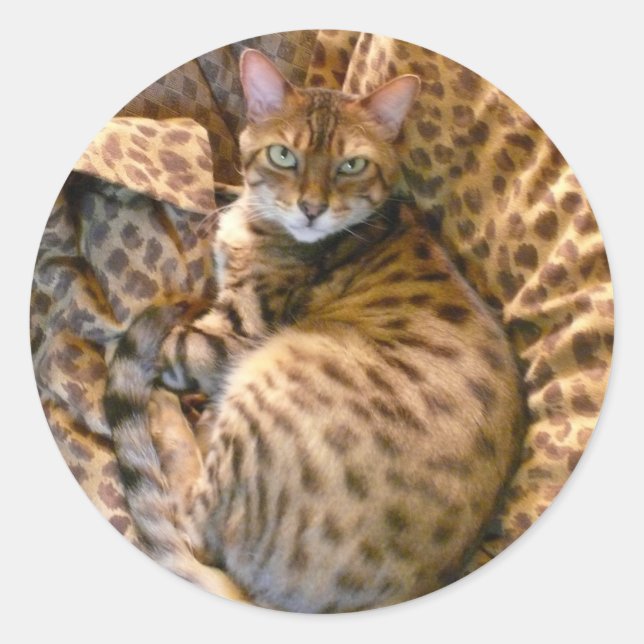 Pegatina Redonda ¿Puedes verme? (Anverso)