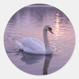 Pegatina Redonda Puesta de sol del cisne elegante