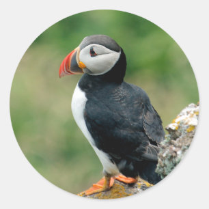 Pegatina Redonda Puffin
