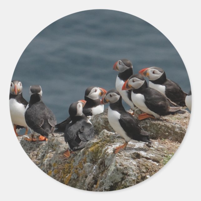 Pegatina Redonda Puffin (Anverso)