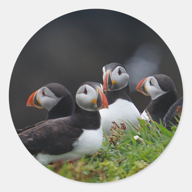 Pegatina Redonda Puffin Gang (Anverso)