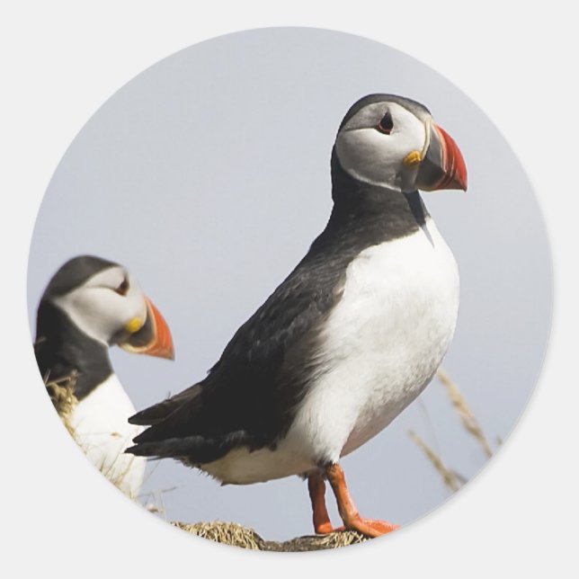 Pegatina Redonda Puffins (Anverso)