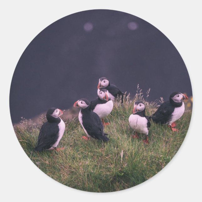 Pegatina Redonda Puffins atlánticos (Anverso)