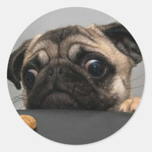 Pegatina Redonda Pug