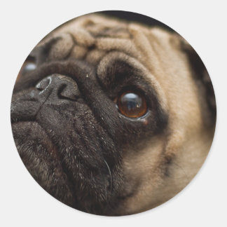 Pegatina Redonda Pug Adorable