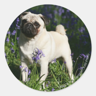 Pegatina Redonda Pug al alba parado en los Bluebells