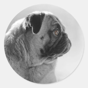 Pegatina Redonda Pug en perfil