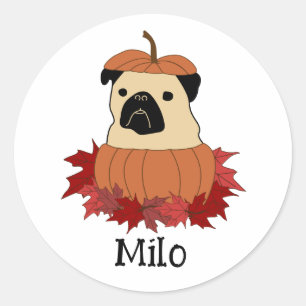 Pegatina Redonda Pug en una Calabaza