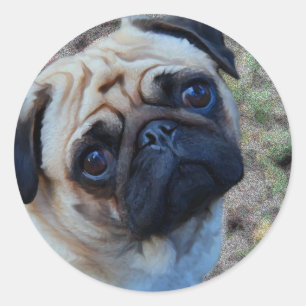 Pegatina Redonda Pug esperanzador
