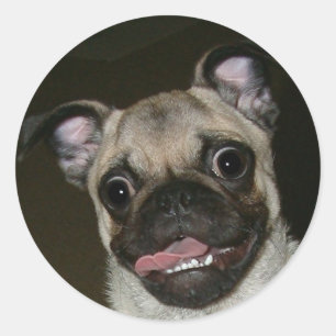 Pegatina Redonda Pug feliz