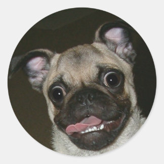 Pegatina Redonda Pug feliz