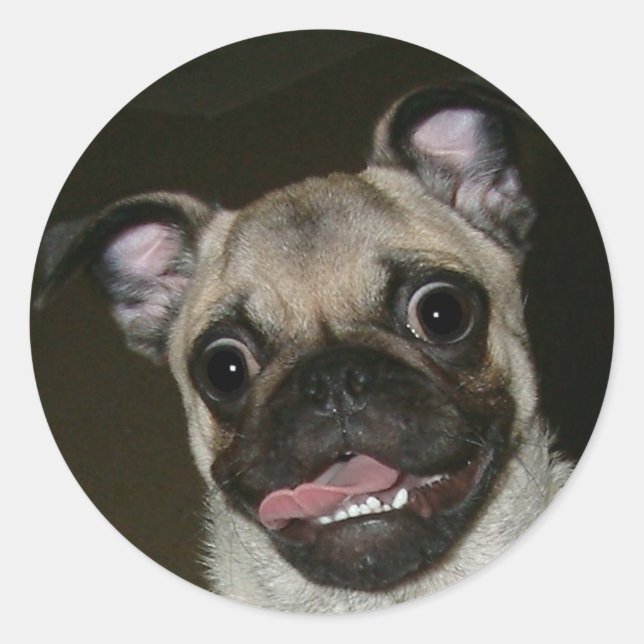 Pegatina Redonda Pug feliz (Anverso)