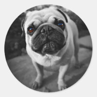 Pug guapo
